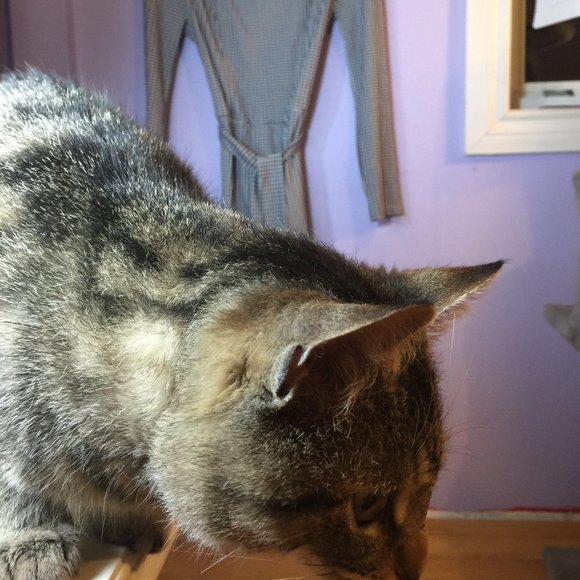 Sharp Black and White Houndstooth Slimline Dress Square Neckline - Picture 8 of 13